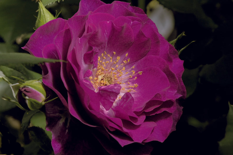 Purple Roses | Bare Root Roses | Lakeview Roses