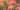 Apricot and orange rose flower with others and greenery blurred in the background.