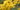 Bright yellow forsythia blooms up close with a blurry green background 