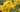 Bright yellow forsythia blooms up close with a blurry green background 