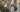 Hand holding a metal watering can in front of a garden or roses