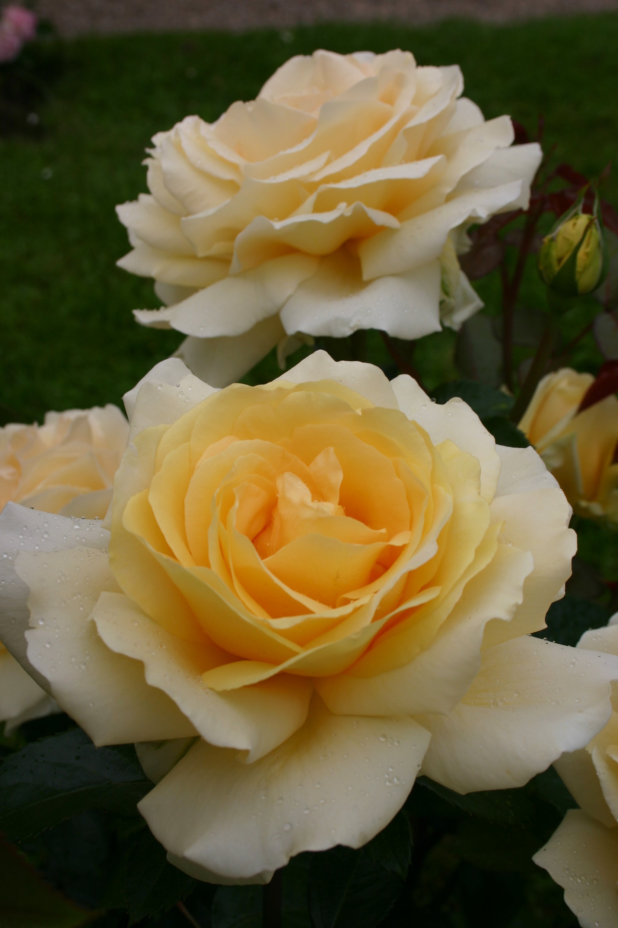 Upright Roses | Bare Root Roses | Lakeview Roses