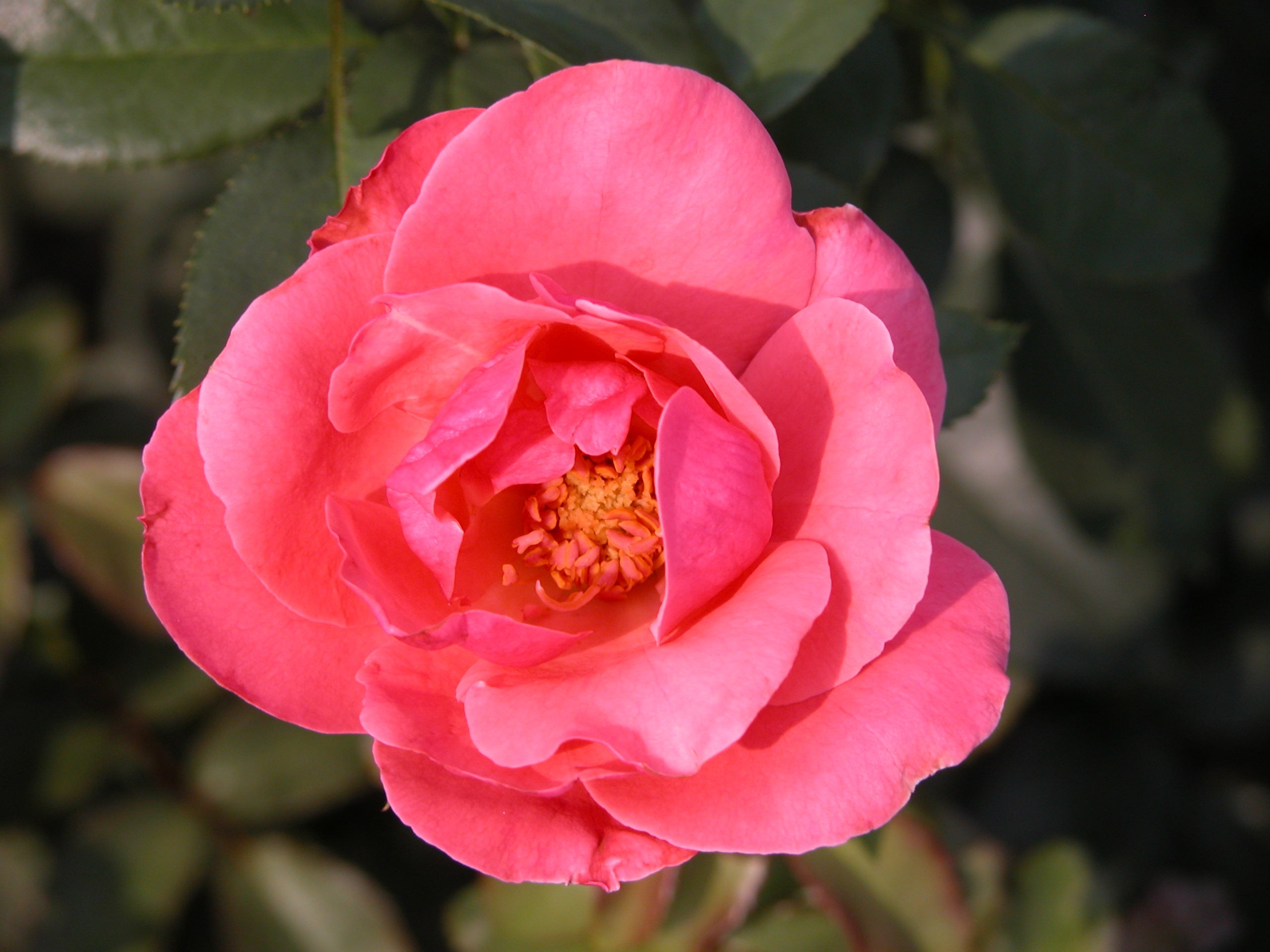 Pollinator Friendly – Lakeview Roses