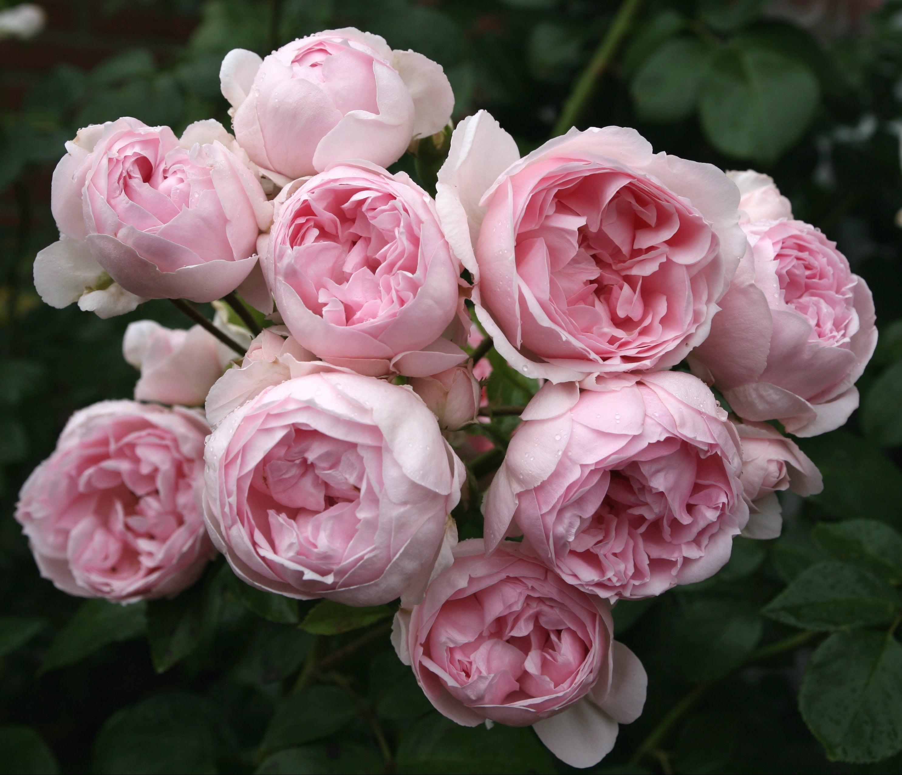 Arching Roses Arching Roses | Bare Root Roses | Lakeview Roses