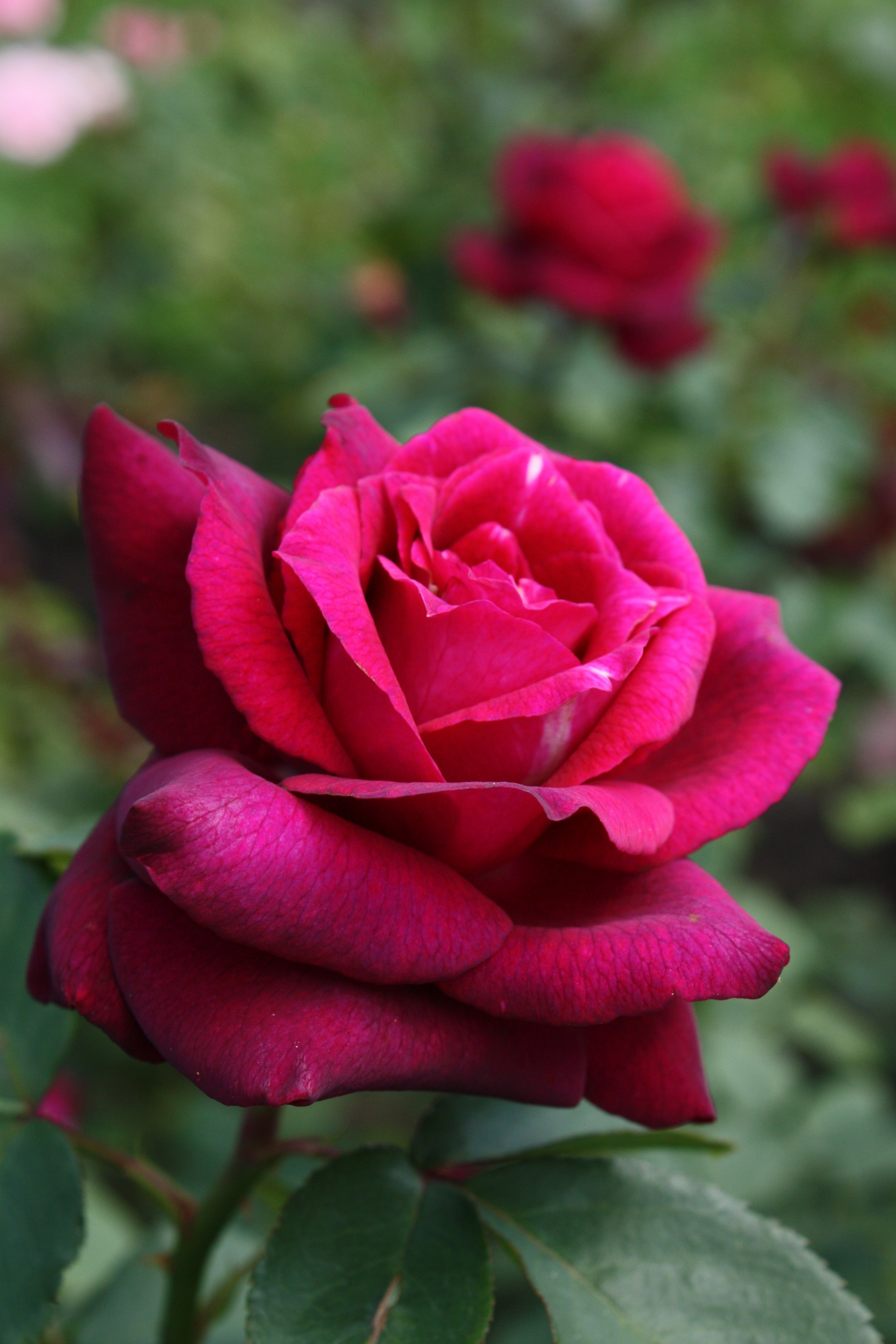 Fragrance Award Roses | Bare Root Roses | Lakeview Roses