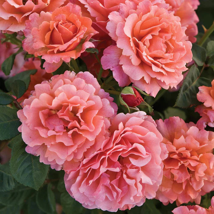 Floribunda Own Root Roses Floribunda Roses | Bare Root Roses | Lakeview Roses – Page
