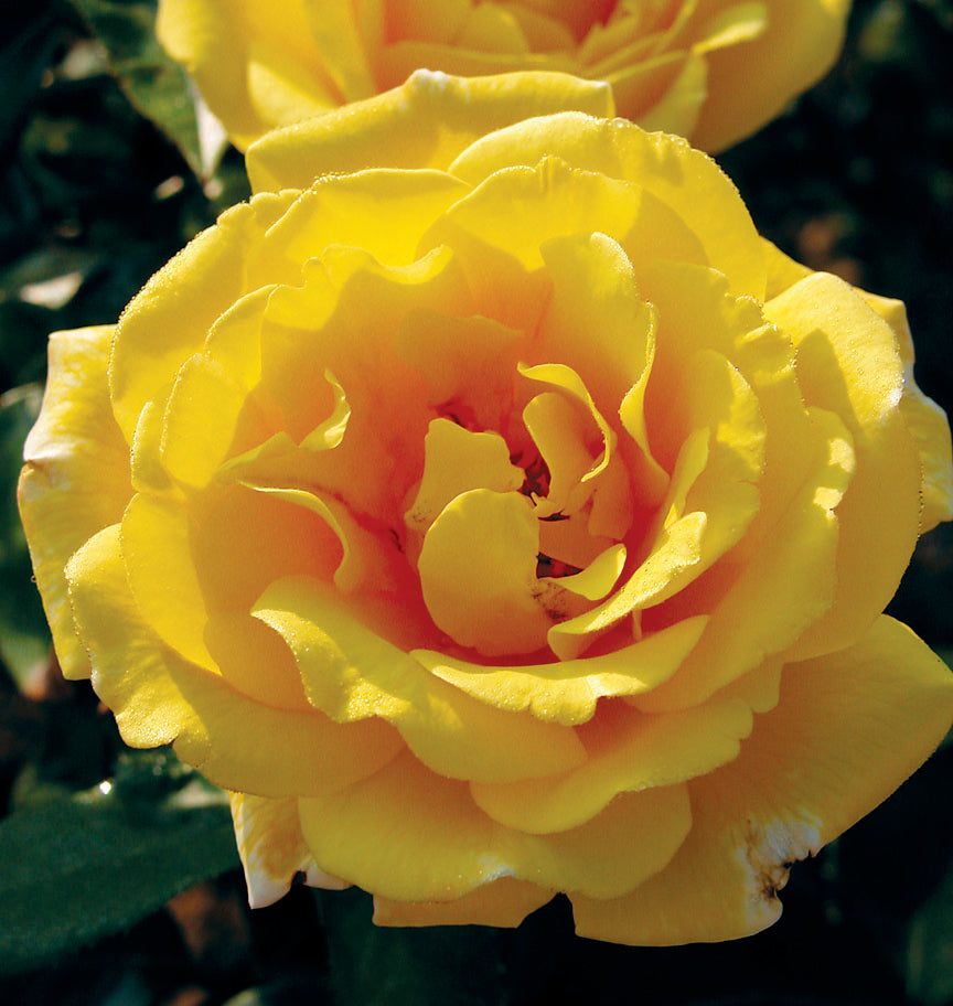Tea – Lakeview Roses