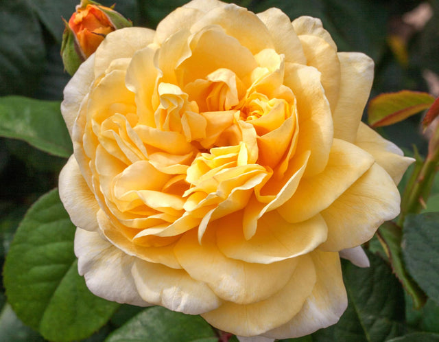 Bare Root Roses | Grafted Roses | Lakeview Roses