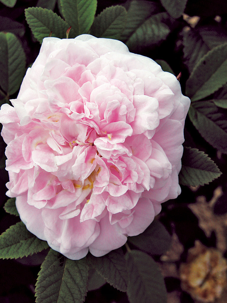 Explorer Series Shrub Roses | Canadian Hardy Roses | Lakeview Roses