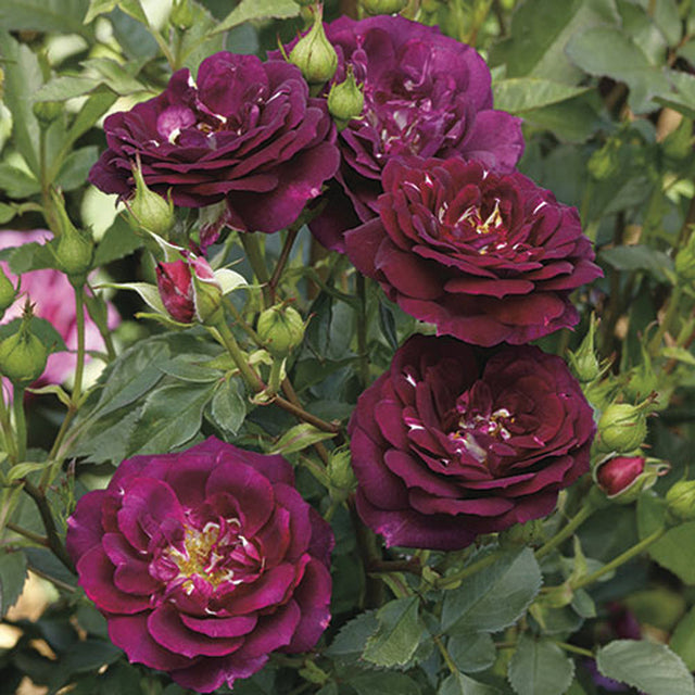 Bare Root Roses Bc Bare Root Roses | Grafted Roses | Lakeview Roses