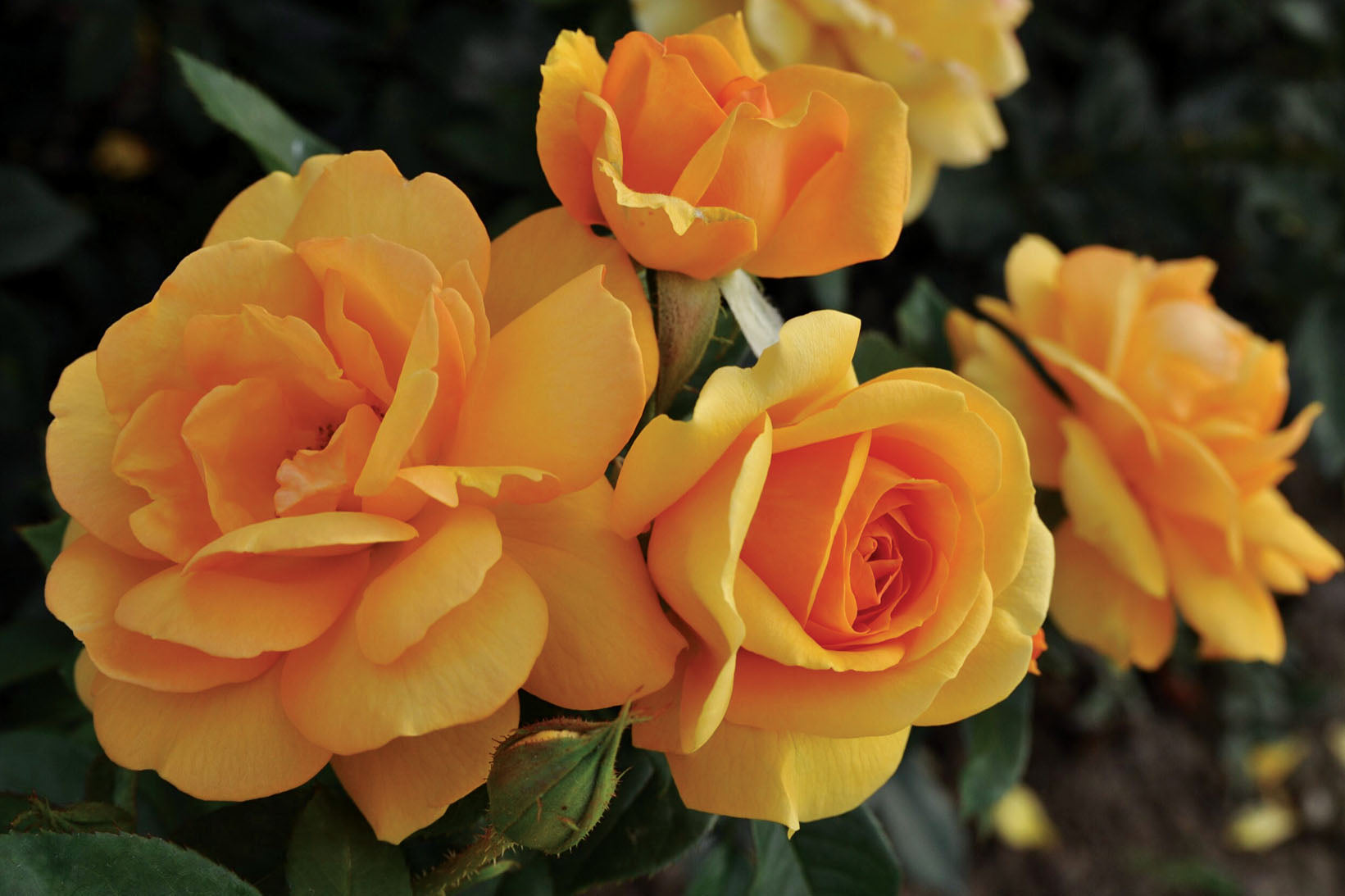 Kordes® – Lakeview Roses