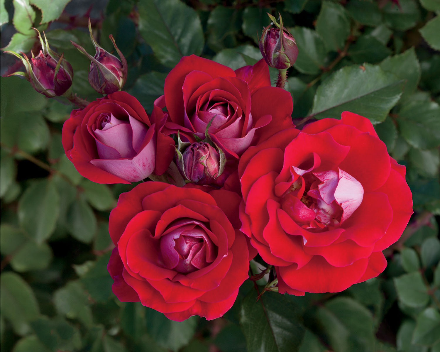 Roses for Borders | Bare Root Roses | Lakeview Roses