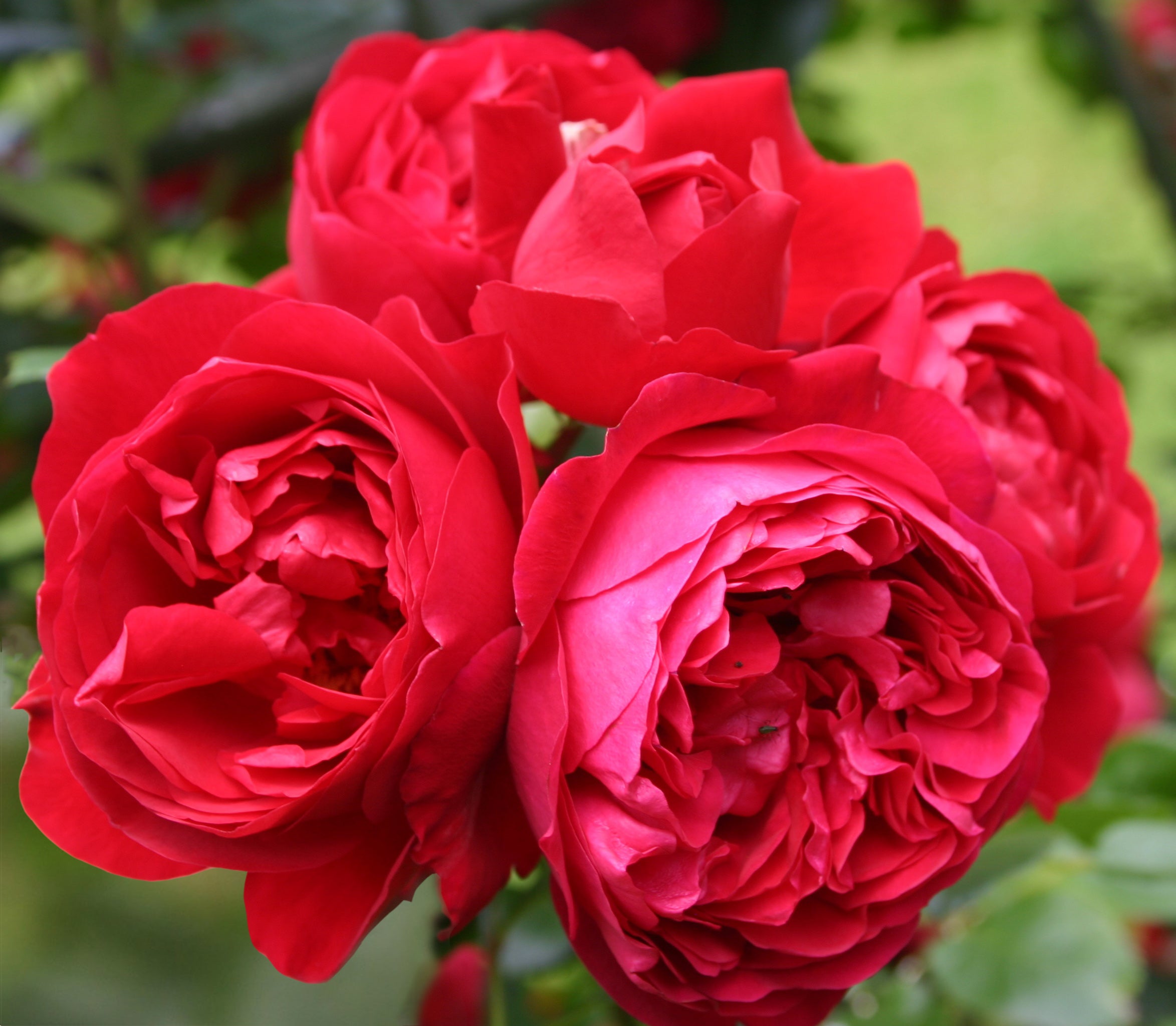 Red Roses | Bare Root Roses | Lakeview Roses