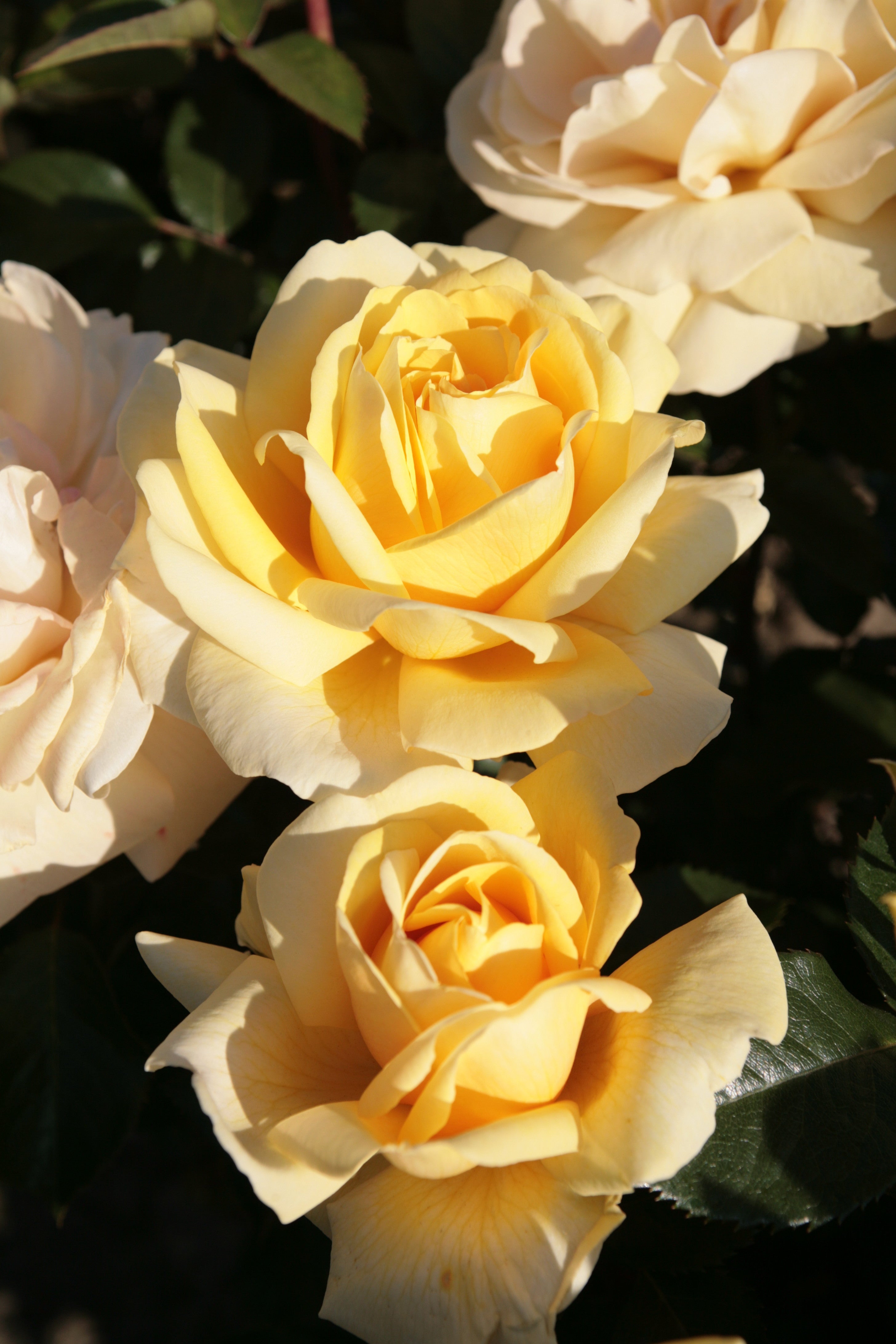 Citrus – Lakeview Roses