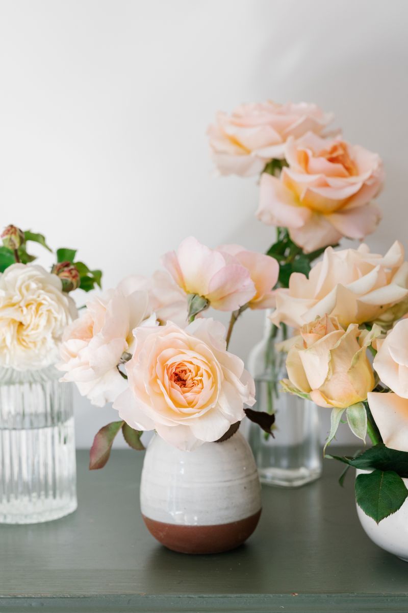 Limited Small Batch 2027 Roses | Rare Garden Roses | Lakeview Roses