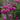 Vibrant magenta-purple roses in full bloom with green foliage, growing in front of a weathered stone garden statue.