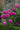 Vibrant magenta-purple roses in full bloom with green foliage, growing in front of a weathered stone garden statue.