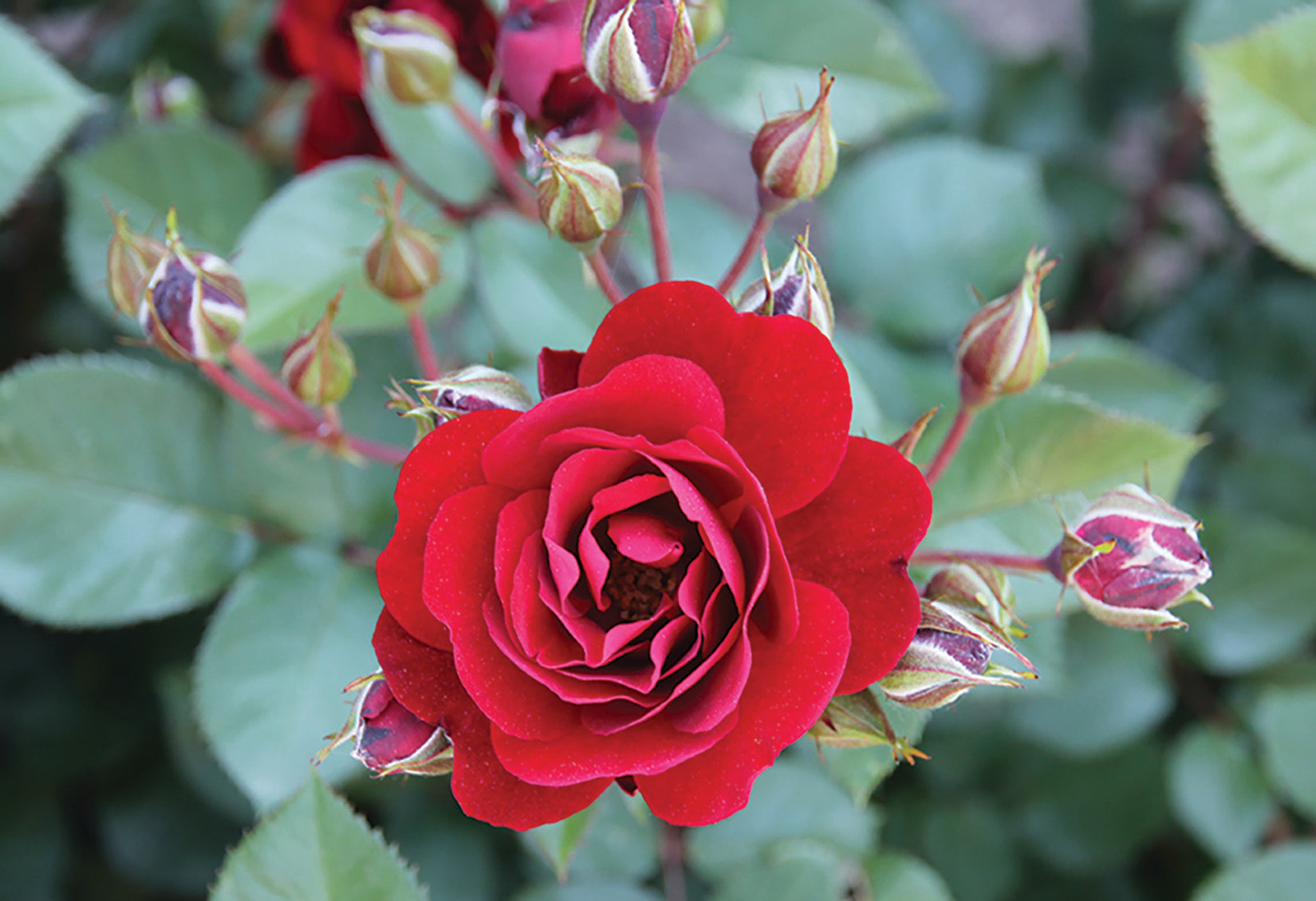 Acnid Roses AC™ Navy Lady – Lakeview Roses