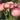 Pink and cream roses in bloom with green stems, photographed in a softly blurred garden setting.