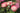Pink and cream roses in bloom with green stems, photographed in a softly blurred garden setting.