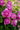 Close-up of pink-purple roses with green leaves in a garden setting.