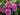 A cluster of blooming pink roses with green leaves in a garden setting.