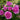 A cluster of blooming pink roses with green leaves in a garden setting.