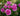 A cluster of blooming pink roses with green leaves in a garden setting.