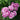 A cluster of blooming mauve pink roses with layered petals surrounded by green leaves in a garden setting.