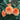 Orange and peach roses blooming on a rose bush with green leaves in a garden setting.