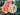Three peach-pink roses with pale cream edges blooming among dark green leaves.