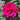 A close-up of a vibrant magenta-pink rose bloom surrounded by dark green leaves in natural outdoor light.