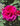 A close-up of a vibrant magenta-pink rose bloom surrounded by dark green leaves in natural outdoor light.
