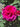 A close-up of a vibrant magenta-pink rose bloom surrounded by dark green leaves in natural outdoor light.