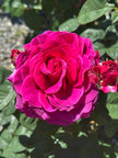 Berry Fragrant Showpiece™