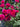 Vibrant magenta-pink roses in full bloom with green foliage, photographed outdoors in natural sunlight.
