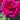 A close-up of a vibrant magenta-pink rose in full bloom, surrounded by green leaves and other partially visible roses.