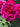 A close-up of a vibrant magenta-pink rose in full bloom, surrounded by green leaves and other partially visible roses.