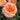Up close of an apricot and pink rose with water droplets and green foliage in the background. 