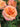 Up close of an apricot and pink rose with water droplets and green foliage in the background. 