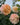 3 roses blooming in apricot, soft pink and soft yellow against green leaves and a grey blue sky. 