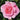A close-up of a blooming pink rose with layered petals, set against a blurred background of green leaves.