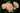 Three pale peach and cream roses with green leaves in a garden setting.