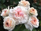Veranda® Blush