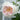 A close-up of a blooming rose with pale pink and white petals, surrounded by green leaves and stems against a softly blurred background.