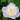 A single white rose bloom with pale cream inner petals, photographed close up against dark green leaves with visible water droplets.