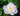 A single white rose bloom with pale cream inner petals, photographed close up against dark green leaves with visible water droplets.