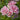 Close-up of a cluster of light pink roses with green leaves in a garden setting.