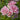 Close-up of a cluster of light pink roses with green leaves in a garden setting.