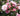 Pink roses in full bloom with green leaves, photographed outdoors in natural sunlight.